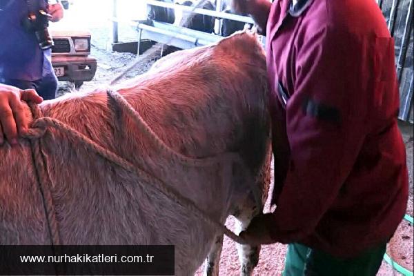 Kurbanın Anlamı ve Uygulama Esasları: Kesimden Hayvan Seçimine Kapsamlı Rehber