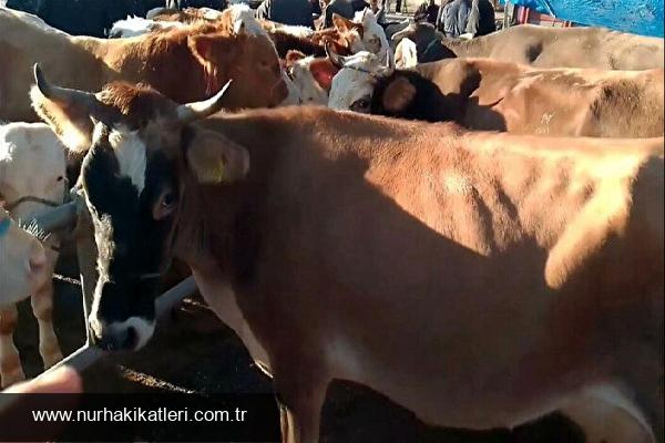 Kurbanlık Satın Alındıktan Sonra Bayram Öncesi Ölmesi Durumunda Yapılması Gerekenler