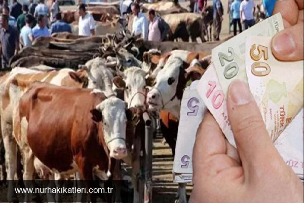 Kurbanlık Satın Alındıktan Sonra Bayram Öncesi Ölmesi Durumunda Yapılması Gerekenler